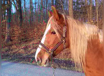 Weitere Ponys/Kleinpferde, Stute, 4 Jahre, 140 cm, Fuchs
