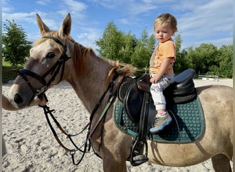 Weitere Ponys/Kleinpferde, Stute, 4 Jahre, 140 cm, Overo-alle-Farben