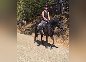 Weitere Ponys/Kleinpferde, Stute, 4 Jahre, 142 cm, Rappe