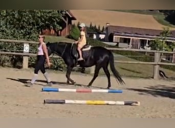 Weitere Ponys/Kleinpferde, Stute, 4 Jahre, 142 cm, Rappe