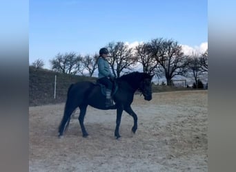 Weitere Ponys/Kleinpferde, Stute, 4 Jahre, 142 cm, Rappe