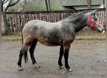 Weitere Ponys/Kleinpferde, Stute, 4 Jahre, 142 cm, Rotschimmel