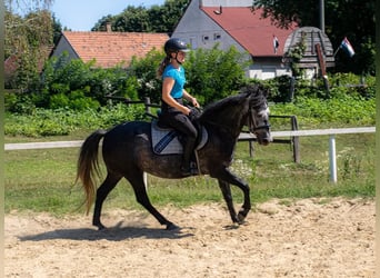 Weitere Ponys/Kleinpferde, Stute, 4 Jahre, 142 cm, Schimmel
