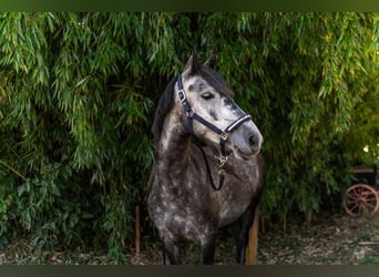 Weitere Ponys/Kleinpferde, Stute, 4 Jahre, 142 cm, Schimmel