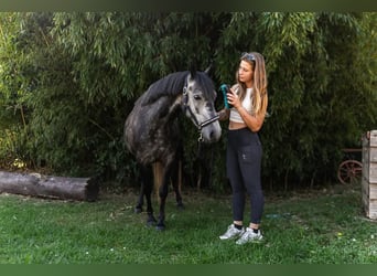 Weitere Ponys/Kleinpferde, Stute, 4 Jahre, 142 cm, Schimmel