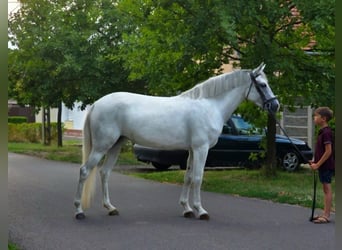 Weitere Ponys/Kleinpferde, Stute, 4 Jahre, 142 cm, Schimmel