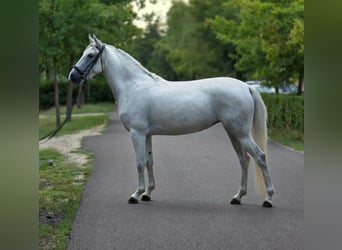 Weitere Ponys/Kleinpferde, Stute, 4 Jahre, 142 cm, Schimmel