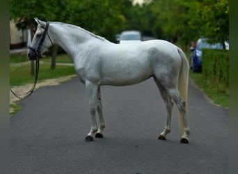 Weitere Ponys/Kleinpferde, Stute, 4 Jahre, 142 cm, Schimmel