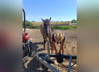 Weitere Ponys/Kleinpferde, Stute, 4 Jahre, 143 cm, Buckskin