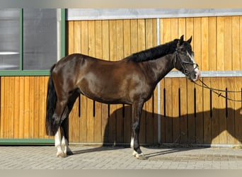 Weitere Ponys/Kleinpferde, Stute, 4 Jahre, 144 cm, Dunkelfuchs