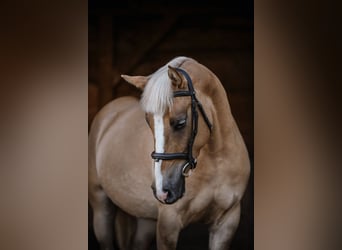 Weitere Ponys/Kleinpferde, Stute, 4 Jahre, 144 cm, Palomino