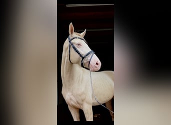 Weitere Ponys/Kleinpferde, Stute, 4 Jahre, 145 cm, Cremello
