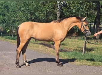 Weitere Ponys/Kleinpferde, Stute, 4 Jahre, 145 cm, Palomino
