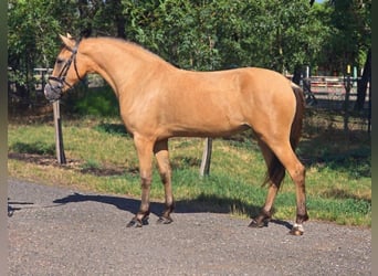 Weitere Ponys/Kleinpferde, Stute, 4 Jahre, 145 cm, Palomino