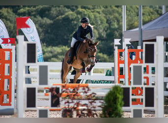 Weitere Ponys/Kleinpferde, Stute, 4 Jahre, 146 cm, Rotbrauner