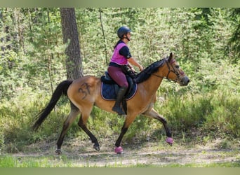 Weitere Ponys/Kleinpferde, Stute, 4 Jahre, 146 cm, Rotbrauner
