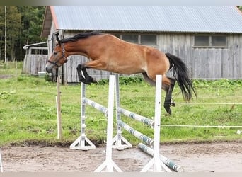 Weitere Ponys/Kleinpferde, Stute, 4 Jahre, 146 cm, Rotbrauner
