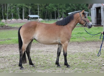 Weitere Ponys/Kleinpferde, Stute, 4 Jahre, 146 cm, Rotbrauner