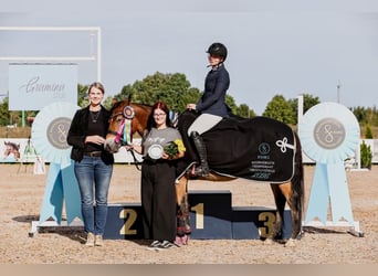 Weitere Ponys/Kleinpferde, Stute, 4 Jahre, 146 cm, Rotbrauner