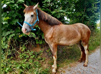 Weitere Ponys/Kleinpferde Mix, Stute, 4 Jahre, 147 cm