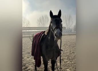 Weitere Ponys/Kleinpferde, Stute, 4 Jahre, 148 cm, Schimmel