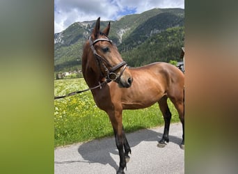 Weitere Ponys/Kleinpferde, Stute, 4 Jahre, 149 cm, Brauner