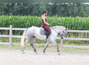 Weitere Ponys/Kleinpferde, Stute, 4 Jahre, 150 cm, Apfelschimmel