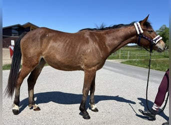 Weitere Ponys/Kleinpferde, Stute, 4 Jahre, 150 cm, Brauner