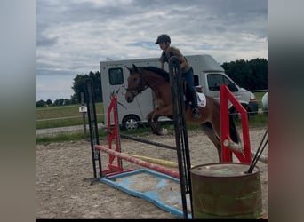 Weitere Ponys/Kleinpferde, Stute, 4 Jahre, 150 cm, Brauner