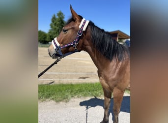 Weitere Ponys/Kleinpferde, Stute, 4 Jahre, 150 cm, Brauner