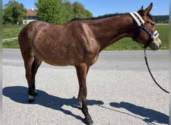Weitere Ponys/Kleinpferde, Stute, 4 Jahre, 150 cm, Brauner