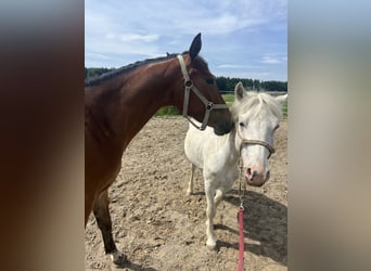 Weitere Ponys/Kleinpferde, Stute, 4 Jahre, 150 cm, Brauner