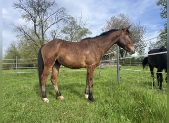 Weitere Ponys/Kleinpferde, Stute, 4 Jahre, 150 cm, Brauner
