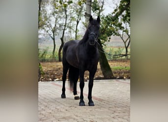 Weitere Ponys/Kleinpferde, Stute, 4 Jahre, 150 cm, Rappe