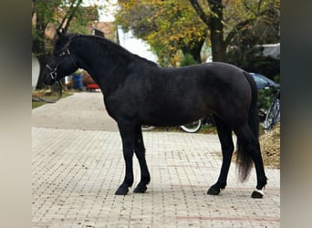 Weitere Ponys/Kleinpferde, Stute, 4 Jahre, 150 cm, Rappe