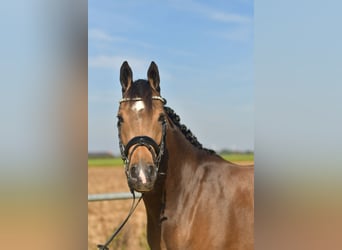 Weitere Ponys/Kleinpferde, Stute, 4 Jahre, 151 cm, Braunfalbschimmel