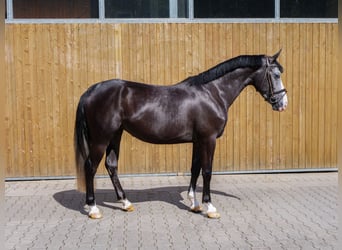 Weitere Ponys/Kleinpferde, Stute, 4 Jahre, 151 cm, Rappschimmel
