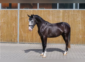Weitere Ponys/Kleinpferde, Stute, 4 Jahre, 151 cm, Rappschimmel
