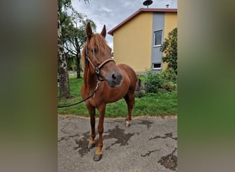 Weitere Ponys/Kleinpferde, Stute, 4 Jahre, 152 cm, Fuchs