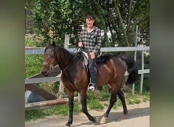 Weitere Ponys/Kleinpferde, Stute, 4 Jahre, 153 cm, Dunkelbrauner