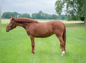 Weitere Ponys/Kleinpferde, Stute, 4 Jahre, 153 cm, Fuchs