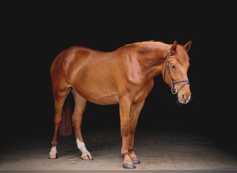 Weitere Ponys/Kleinpferde, Stute, 4 Jahre, 153 cm, Fuchs