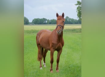 Weitere Ponys/Kleinpferde, Stute, 4 Jahre, 153 cm, Fuchs