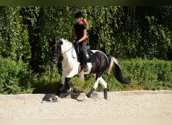 Weitere Ponys/Kleinpferde, Stute, 4 Jahre, 153 cm, Schecke