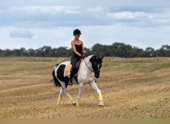 Weitere Ponys/Kleinpferde, Stute, 4 Jahre, 153 cm, Schecke