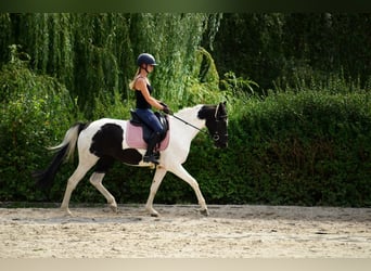 Weitere Ponys/Kleinpferde, Stute, 4 Jahre, 153 cm, Schecke