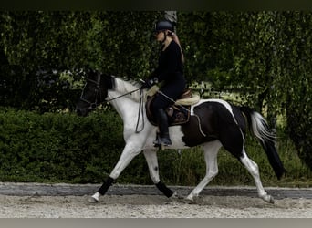 Weitere Ponys/Kleinpferde, Stute, 4 Jahre, 153 cm, Schecke