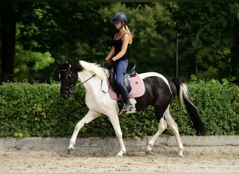 Weitere Ponys/Kleinpferde, Stute, 4 Jahre, 153 cm, Schecke