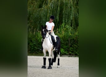 Weitere Ponys/Kleinpferde, Stute, 4 Jahre, 153 cm, Schecke
