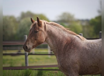 Weitere Ponys/Kleinpferde, Stute, 4 Jahre, 155 cm, Roan-Red